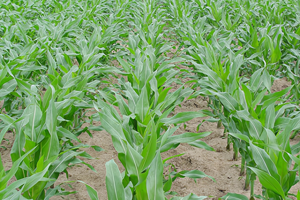 ข้าวโพด